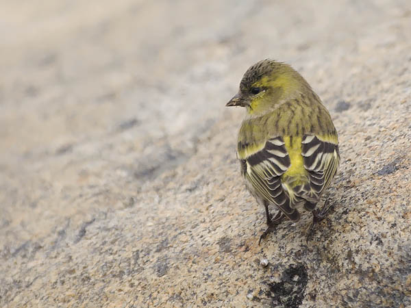 Vihervarpunen, European Siskin, Carduelis spinus